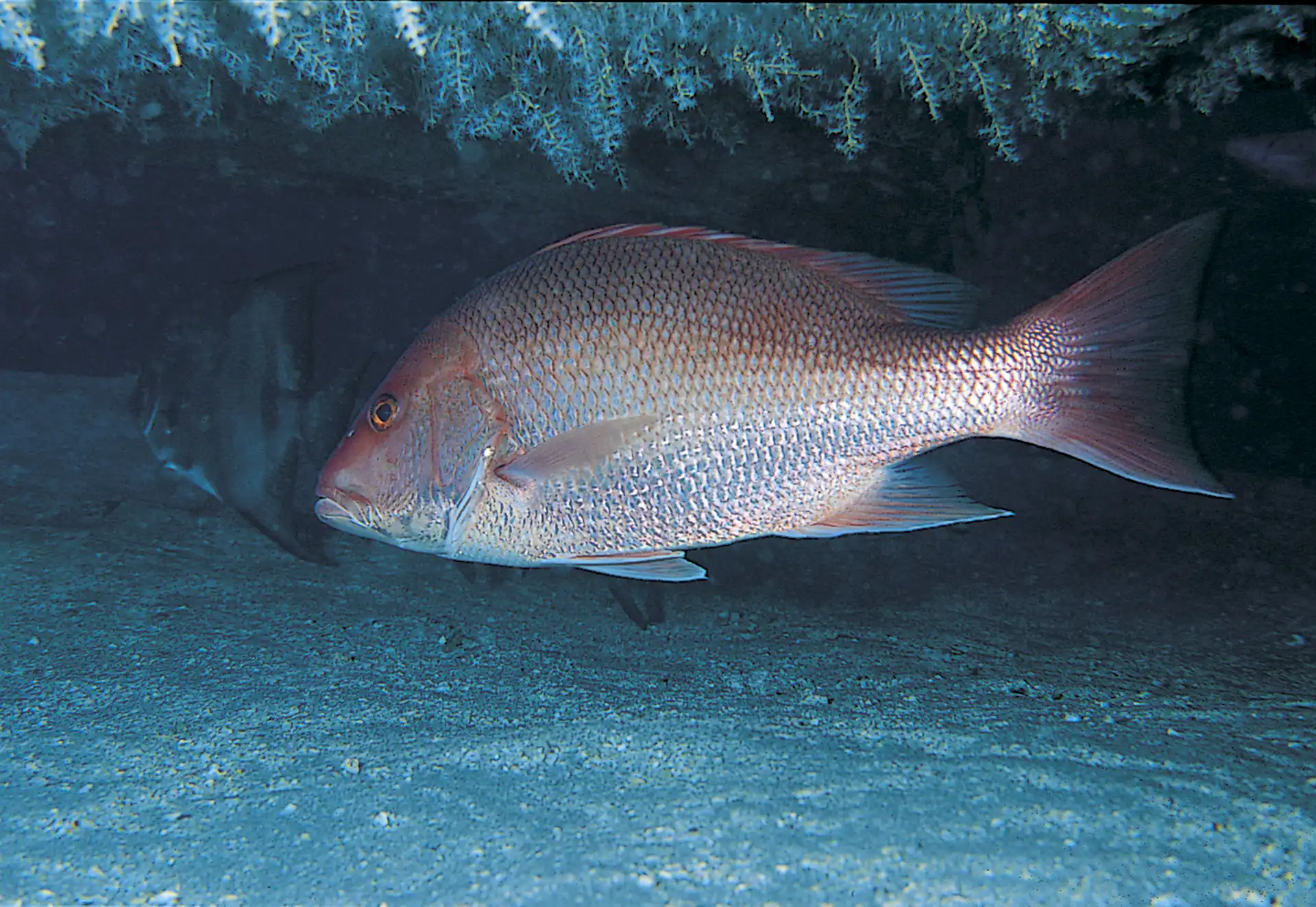 Sustainable Fisheries Restoring The Gulf Of Mexicos Red Snapper