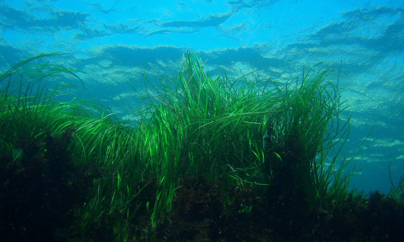 celebrating   win for seagrass in california