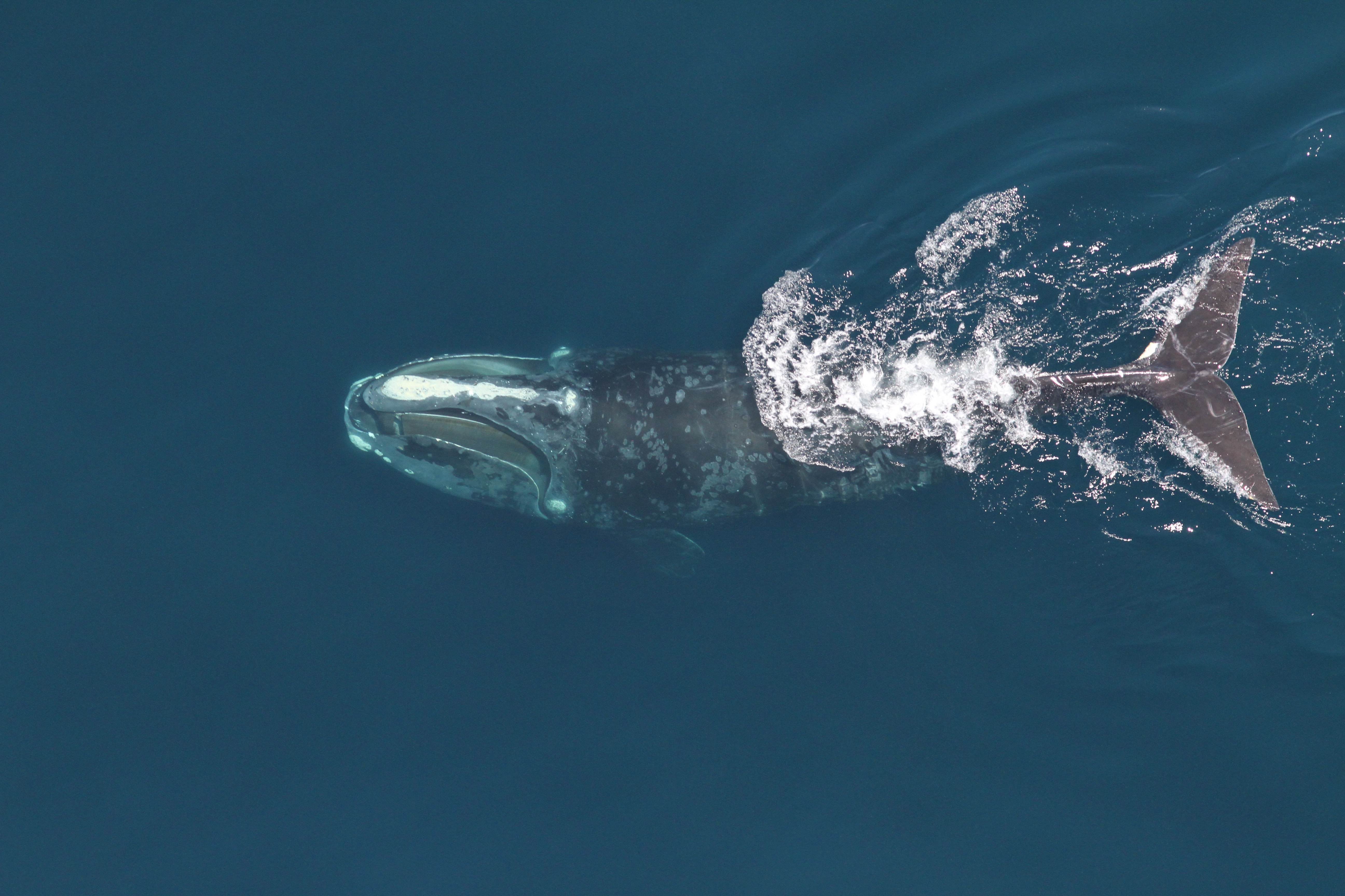 10 facts you didn"t know about north atlantic right whales