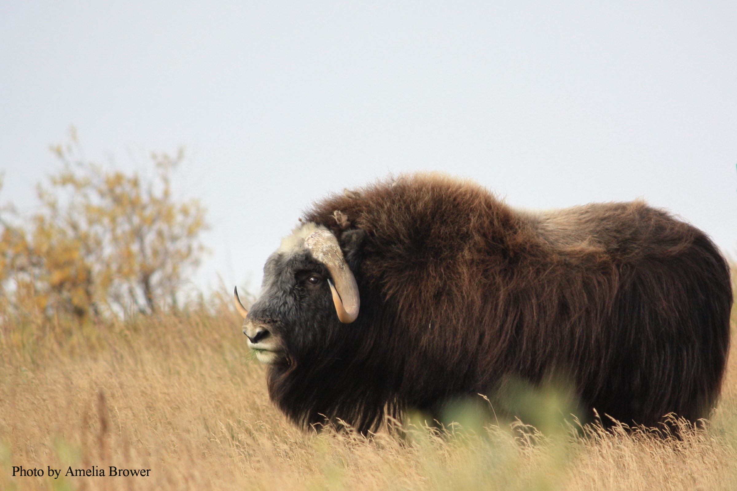 what is your favorite arctic animal?