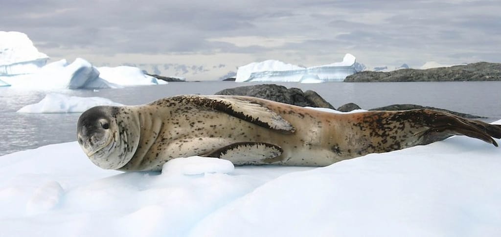 Leopard Seal