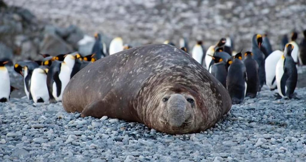 Southern Elephant Seal