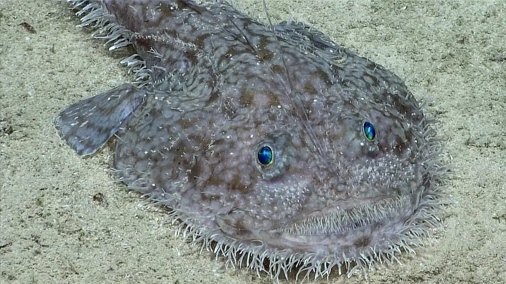 Goosefish at the bottom of seafloor