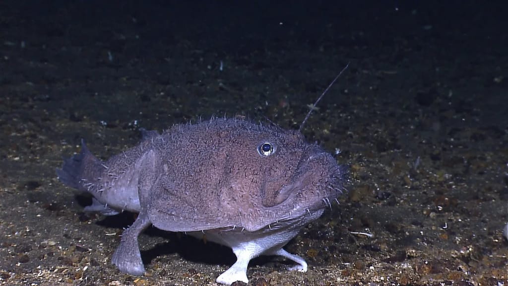 Goosefish at the bottom of seafloor