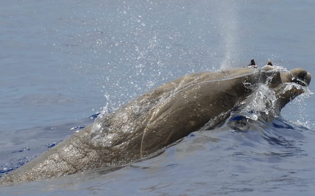 beaked whale