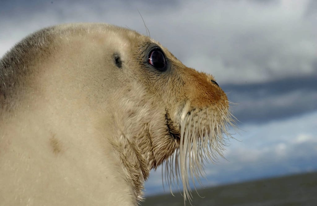 Bearded seal