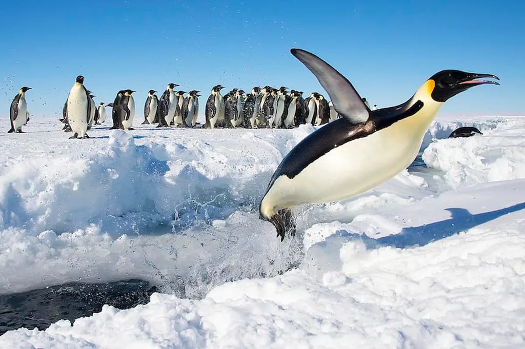 Emperor Penguin