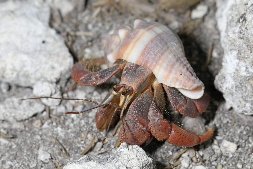 hermit crab in intertidal zone