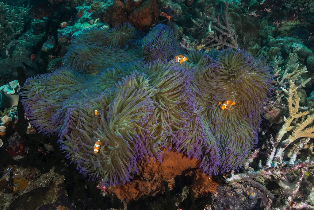 clownfish in anemone intertidal