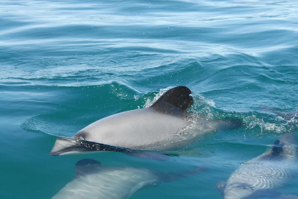 hectors dolphin