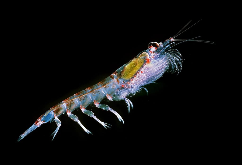 Antarctic krill