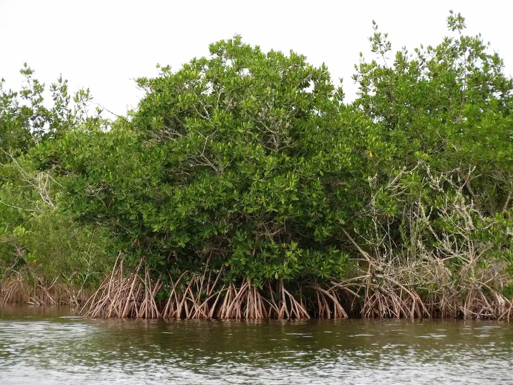 Red Mangroves in Florida