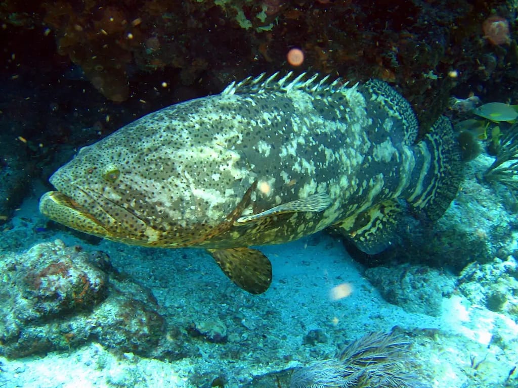 Goliath grouper swims in the ocean