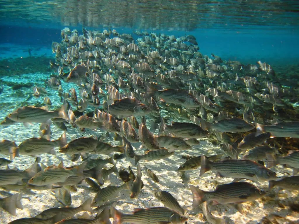 Striped Bass swim in a large group