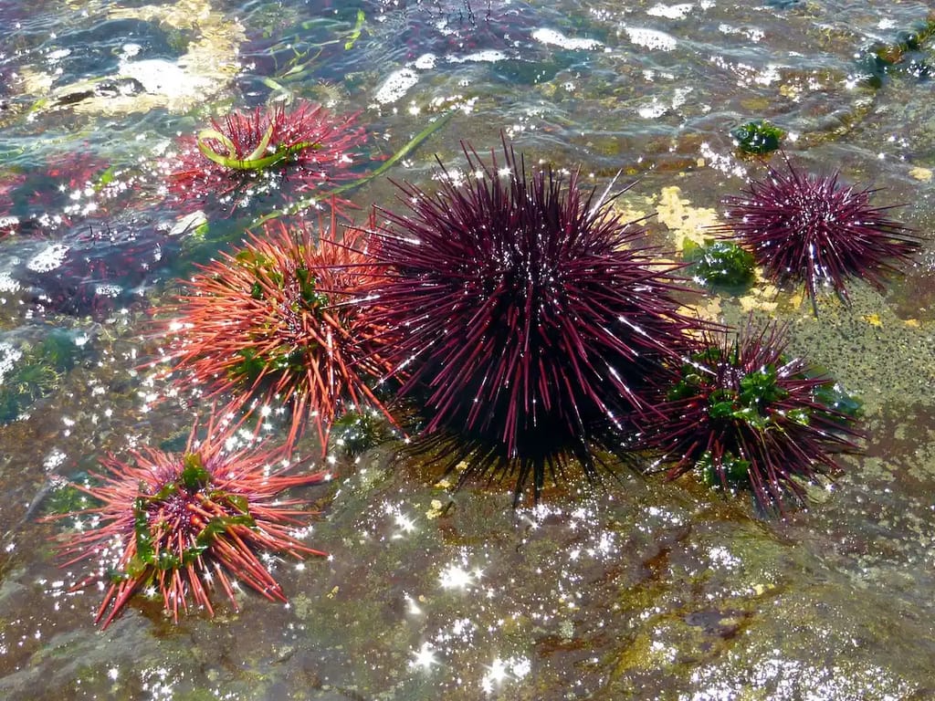 Sea urchins in low tide