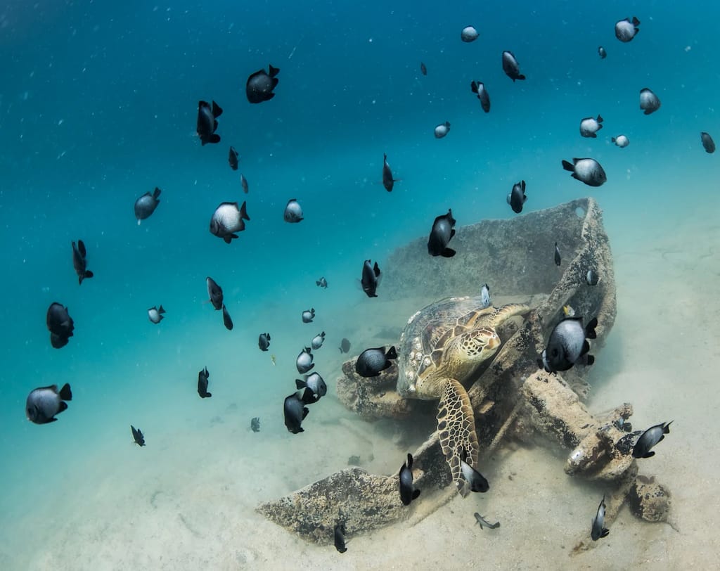 Damselfish swim around a sea turtle