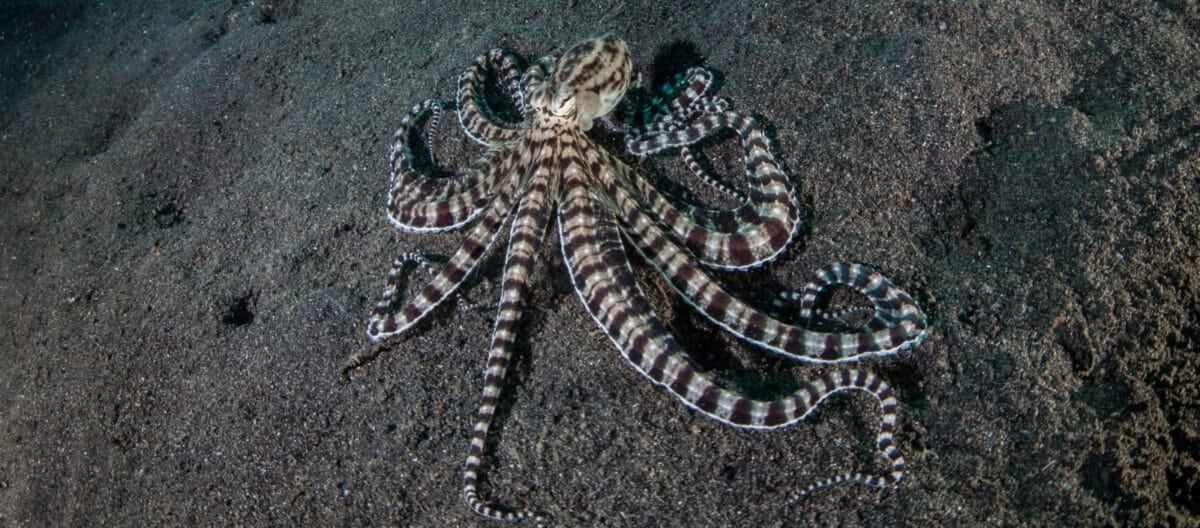 Mimic Octopus with white and brown coloring on the seafloor
