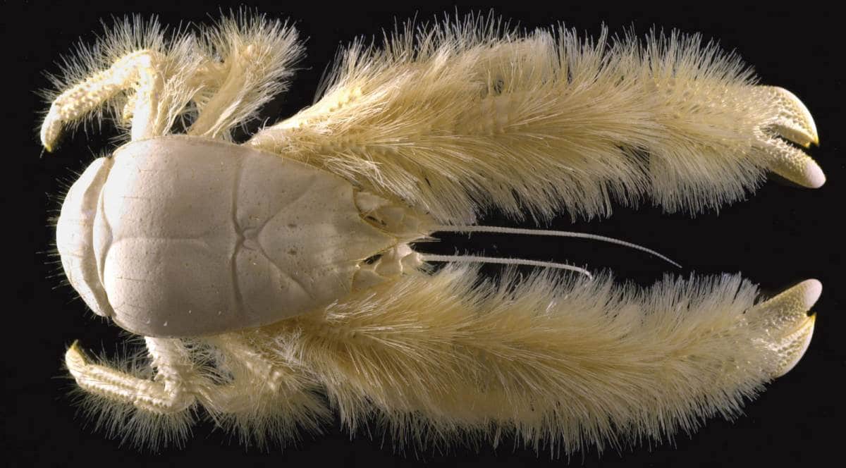 A deep sea, yellow crab with "furry" claws and legs against a black background.