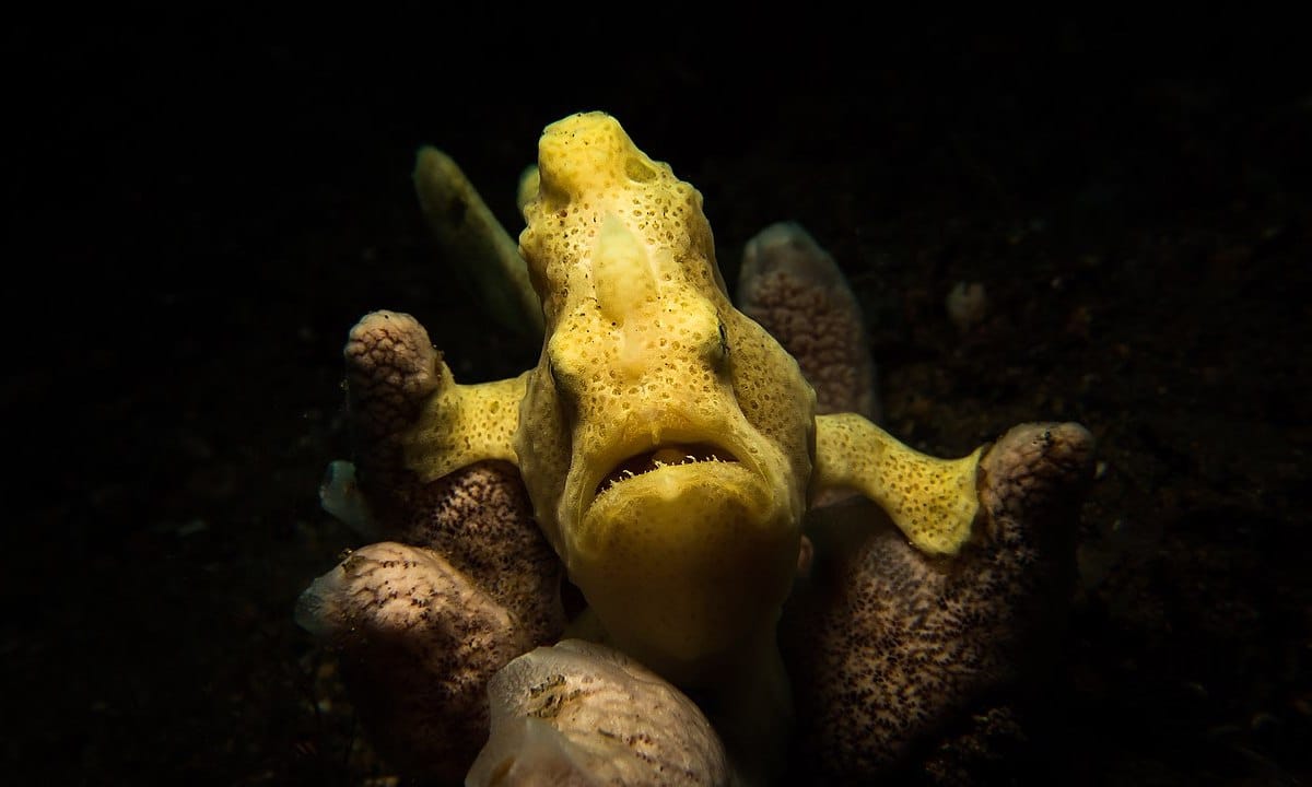 Frogfish in the dark ocean looks at camera