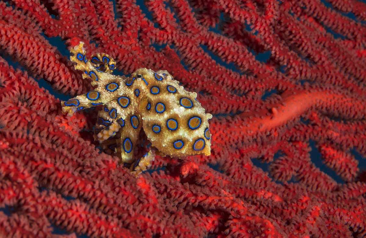 5 Venomous Ocean Animals You Need to See - Ocean Conservancy