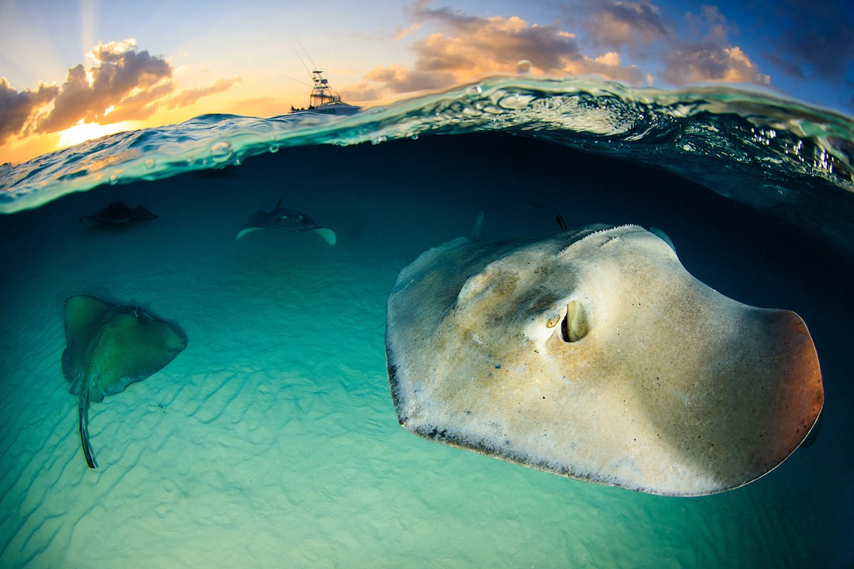 What's the Difference Between Stingrays and Skates? - Ocean Conservancy