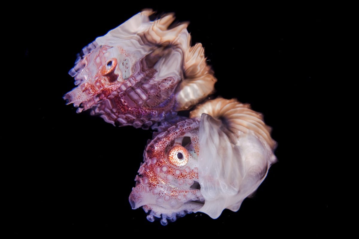 Get to Know the Paper Nautilus Ocean Conservancy