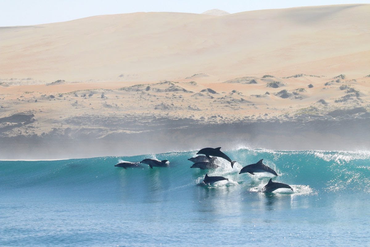 dolphin pod jumping by sand