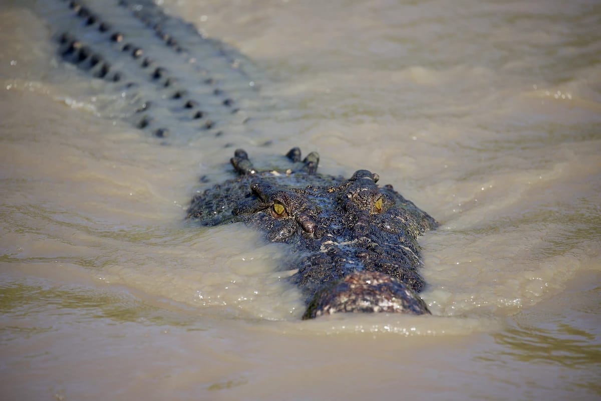 Saltwater Crocodile swims in murky water