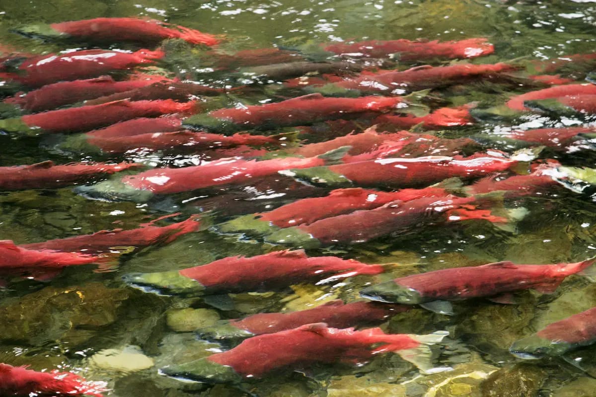 Salmon swim in a large group