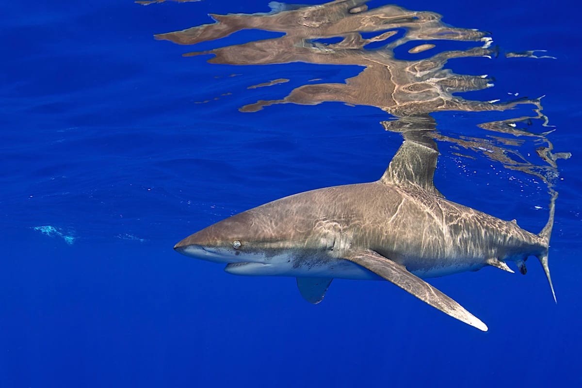 Oceanic Whitetip Shark swims in the ocean