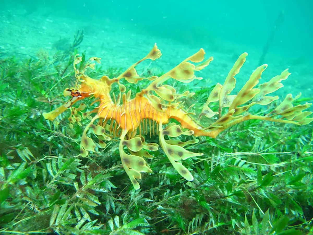 Leafy seagragon swims in the ocean