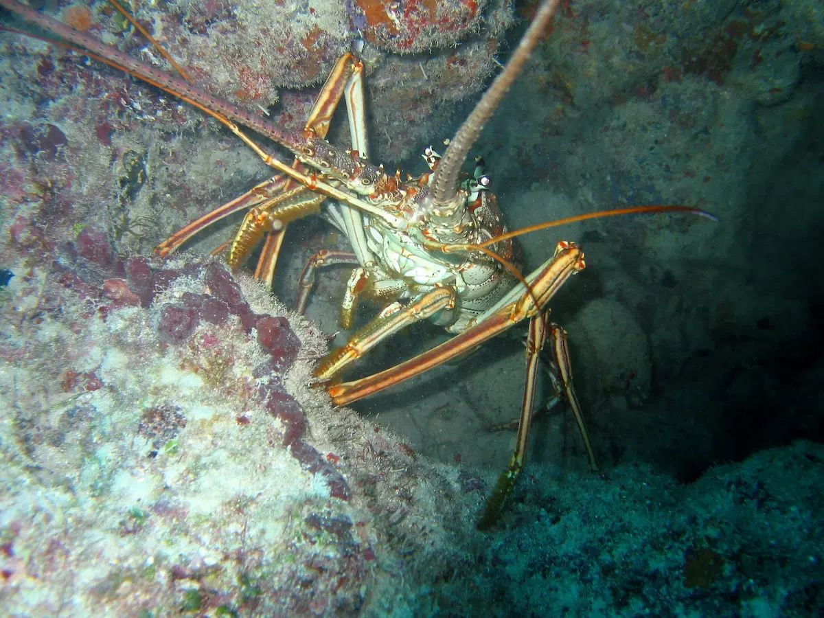 Florida Spiny Lobster in the ocean