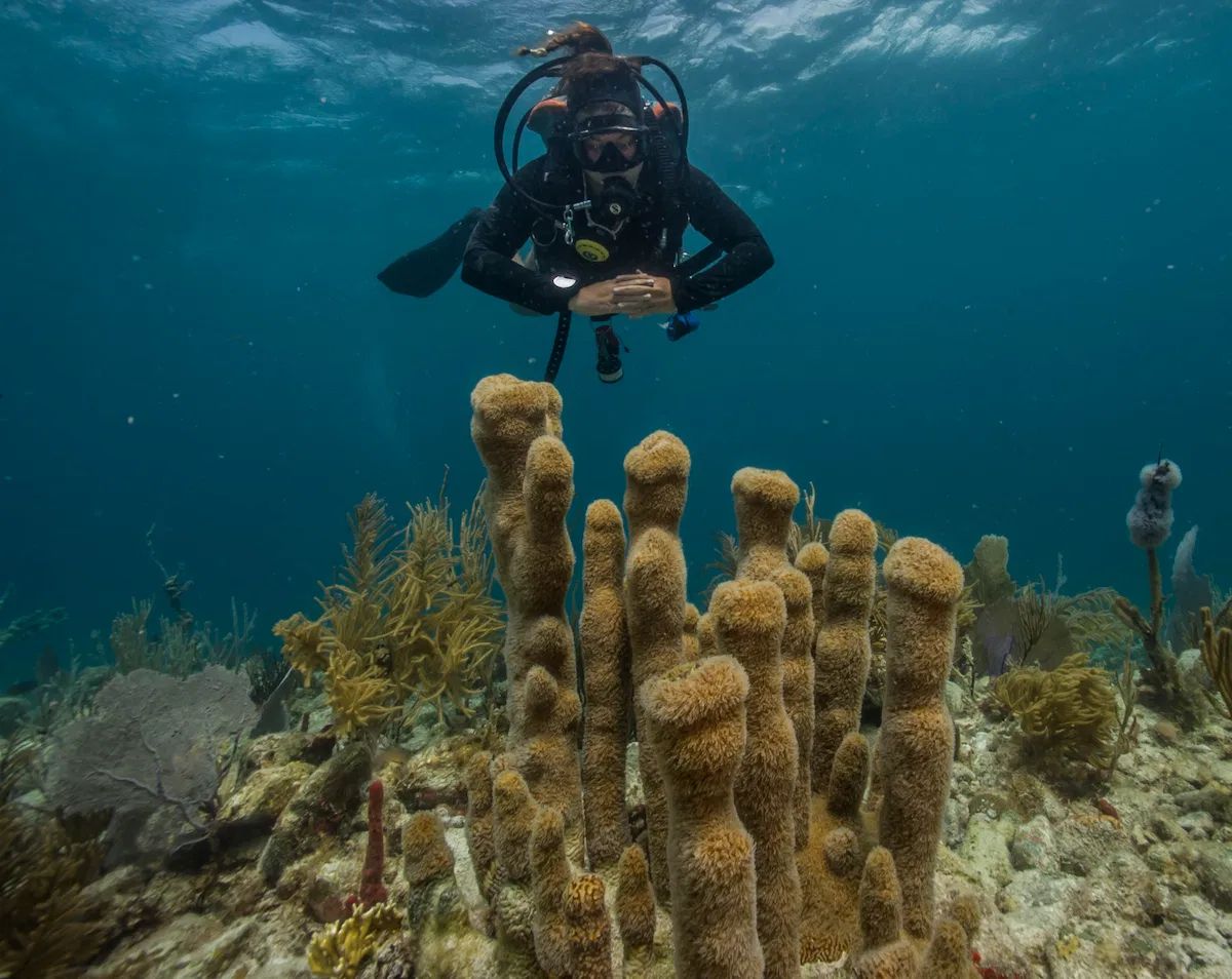 A diver looks on at pillar corals