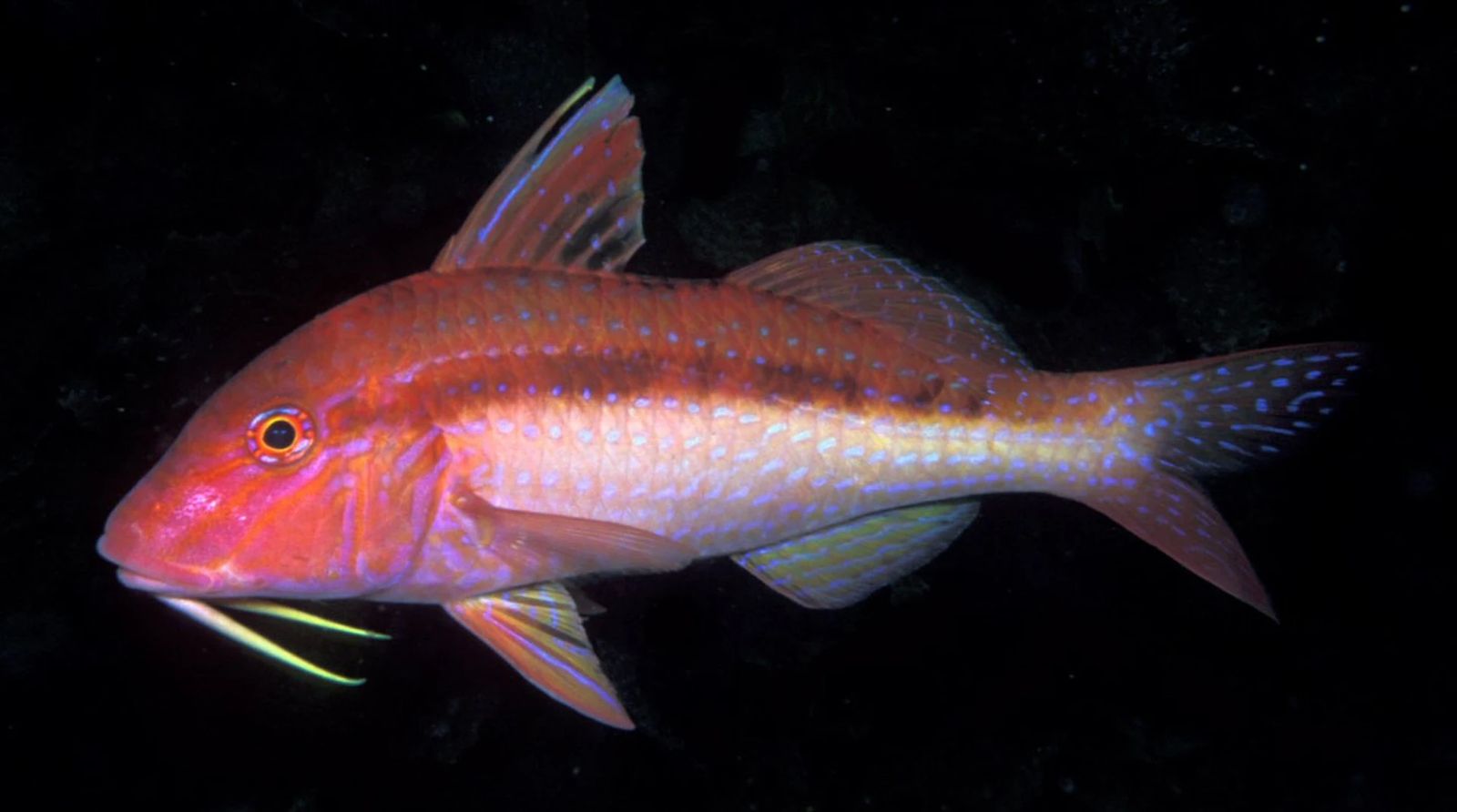 Upeneichthys_lineatus_(Blue-lined_goatfish)