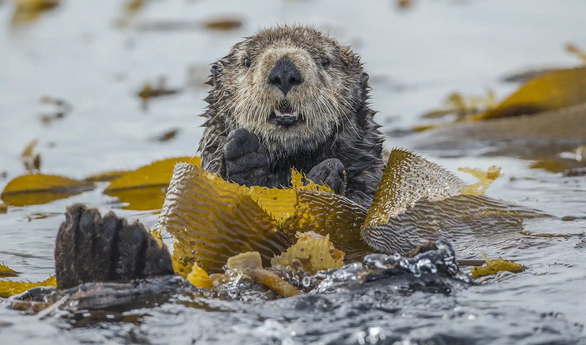 A male sea otter frolicking in a kelp bed off the coast of Sitka, Alaska.