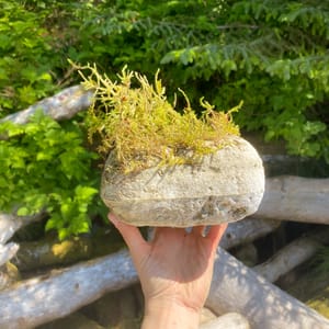 moss on a rock