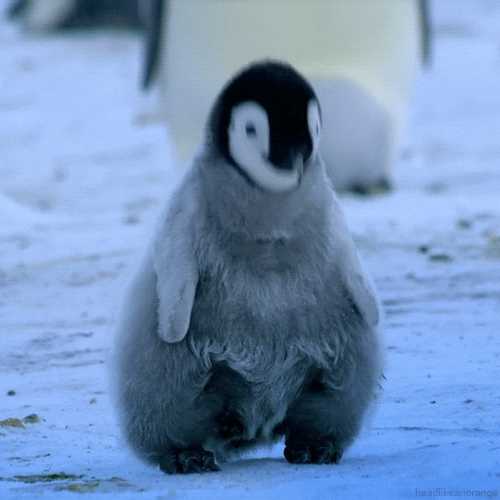 Penguin dancing