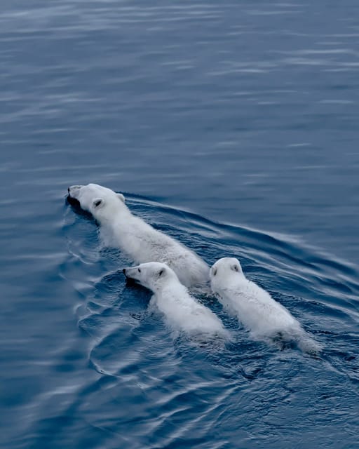 A polar bear mother and two cubs swim atop deep blue ocean waters in the Arctic Bay.