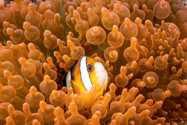 An anemonefish peers out from his home inside a bubbletip anemone.