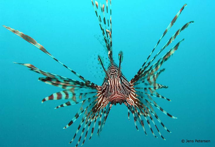 The Ocean's Least Wanted: 4 Invasive Species to Know - Ocean Conservancy
