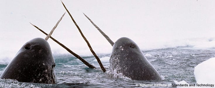 Four Arctic Animals to Appreciate this Winter - Ocean Conservancy