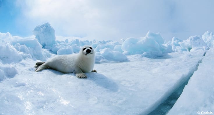 Four Arctic Animals to Appreciate this Winter - Ocean Conservancy
