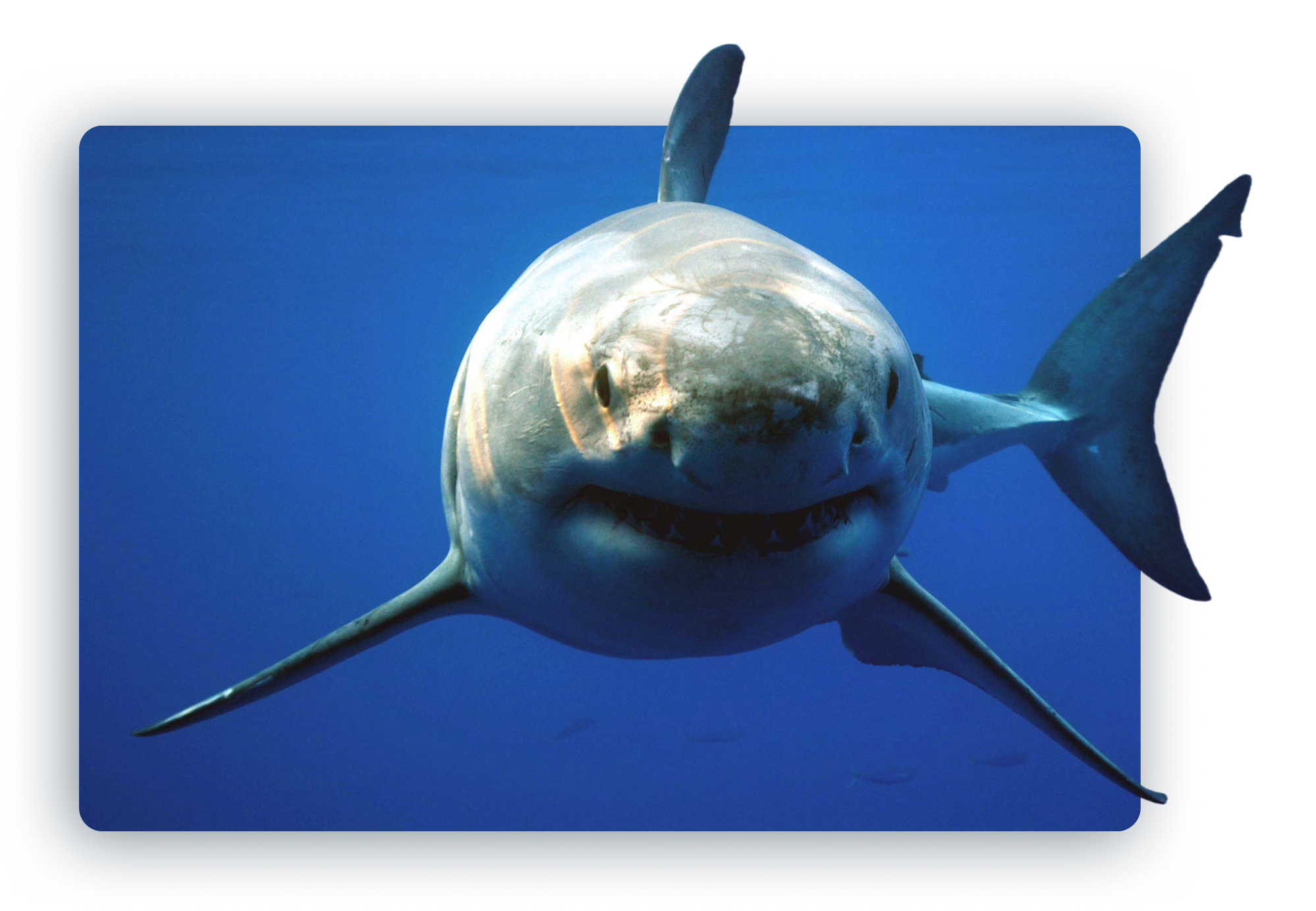 Great White Shark
