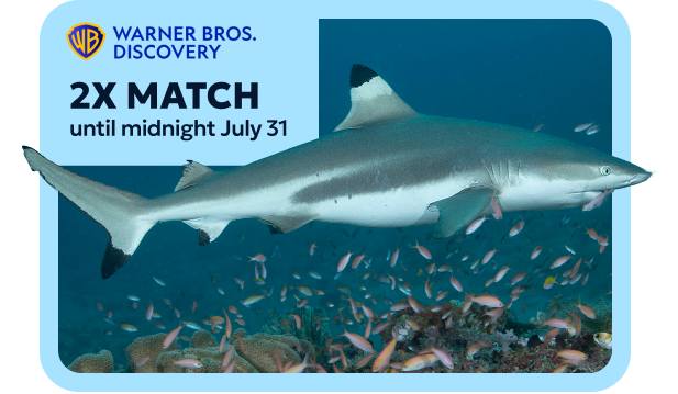 Great White Shark