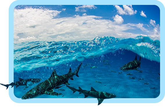 School of sharks swimming in the surf