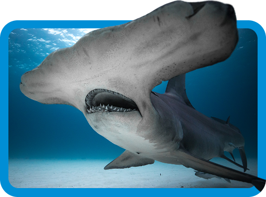 Hammerhead Shark