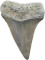 Scroll Down