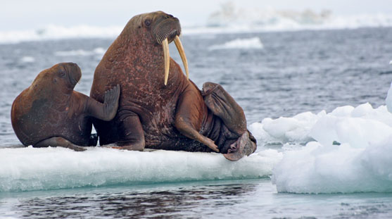 walrus_USGS.jpg