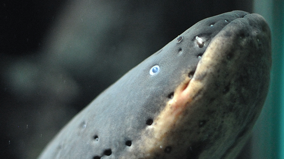 electric-eel.png