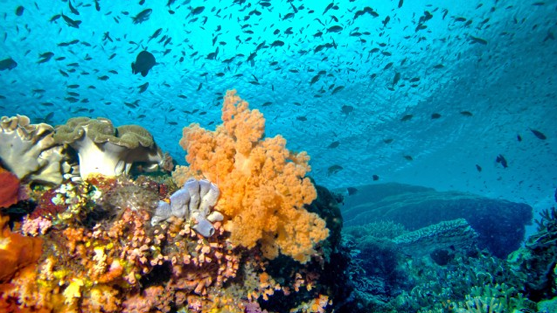 bali-coral-reef_mario-chow.png